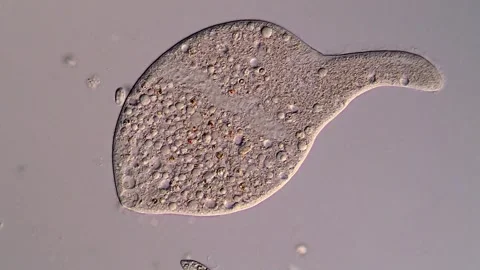 Dileptus Ciliate 스톡 동영상 310645180