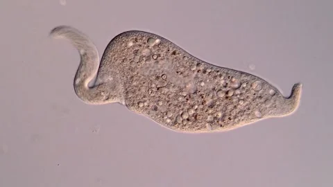 Dileptus Ciliate 库存影片 310645806