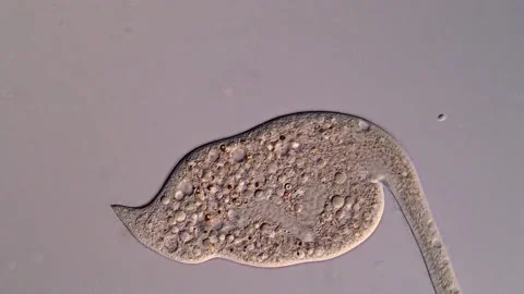 Dileptus Ciliate under microscope (400x) 스톡 동영상 310645620