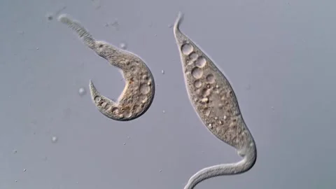 Dileptus Ciliate under microscope 스톡 동영상 310386799