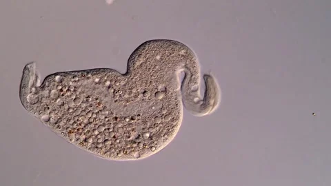 Dileptus Ciliate under microscope 库存影片 310645096