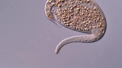 Dileptus Ciliate under microscope view 400x 库存影片 310304395