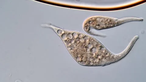 Dileptus Ciliate under microscope view 库存影片 310357383