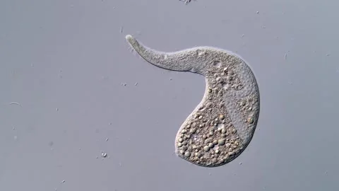 Dileptus Ciliate under microscope view 400x magnification Vídeos de archivo 310386421