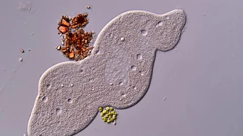 Dileptus Ciliate under microscope view, Protozoa Ciliate 库存影片 310386464