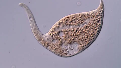 Dileptus Ciliate under microscope view 400x 库存影片 310494644