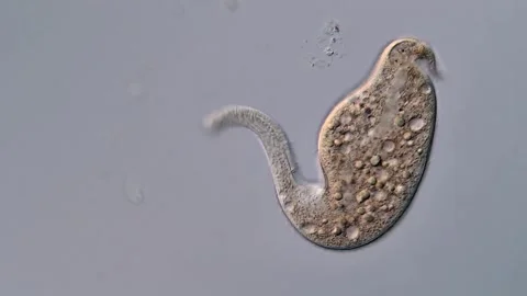 Dileptus Ciliate under microscope view 400x 库存影片 310501108