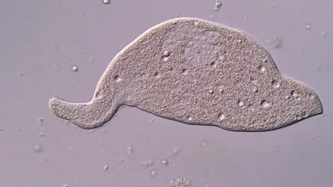 Dileptus Ciliate under microscope view 400x magnification Vídeos de archivo 310501129