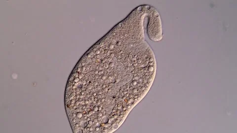 Dileptus Ciliate under microscope view 库存影片 310645608