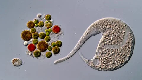 Dileptus Ciliophora and algae under microscope view 400x Vídeos de archivo 310377207