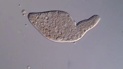 Dileptus ciliophora Vídeos de archivo 310646050