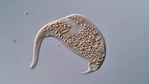 Dileptus ciliophora under microscope view 400x Vídeos de archivo 310356955