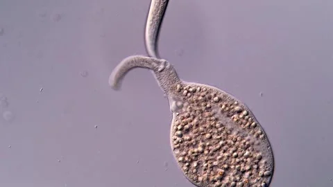 Dileptus ciliophora under microscopy view Vídeos de archivo 310383213