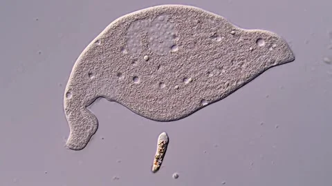 Dileptus ciliophora under microscopy view, pond water sample 스톡 동영상 310491019