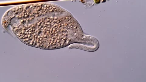 Dileptus predatory ciliate under the microscope 스톡 동영상 310491791
