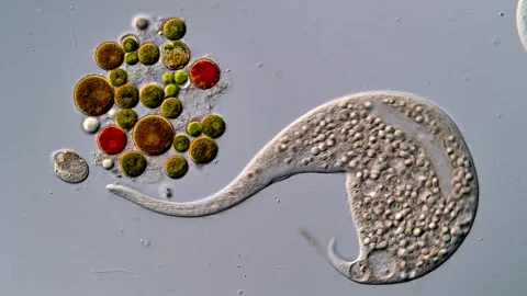 Dileptus predatory ciliate under microscopy view Vidéo 310383923