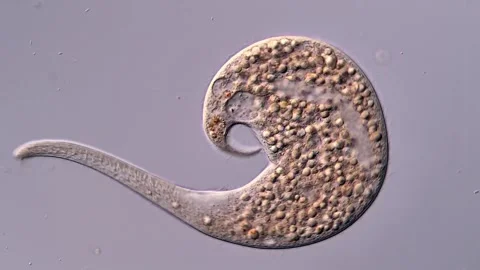 Dileptus predatory ciliate under microscopy view 库存影片 310491647