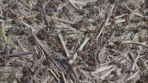 Diligent and Busy Ants Scurrying on the Ground Surface in Their Natural Environm Stock Footage 312735888