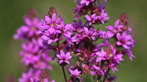 Diligent bee fly beautiful pink flower, blur green background, juice for honey Stock Footage 32517796