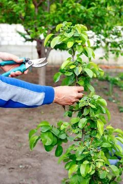 Diligent farmer man pruning trees in garden outdoors. Stock Photos
