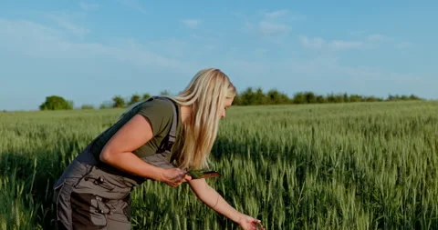Diligent Female Farmer Evaluating Grain Quality and Yield for Optimal Harvest Stock Footage 267128327