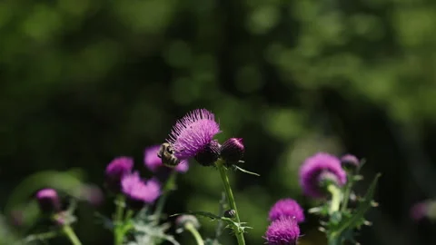 A Diligent, Fuzzy Bee Actively Forages For Nectar Stock-Footage 312958536