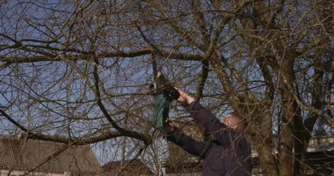 Diligent gardener sawing a dead branch from an old apple tree in an orchard on a Stock Footage 331439337