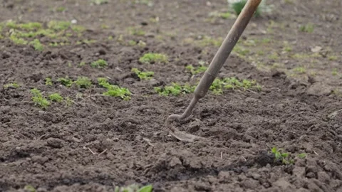 A diligent gardener uses a handheld metal hoe to cultivate dark soil and re.. Stock-Footage 339850782