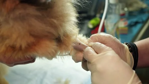 Diligent grooming with antiseptic techniques and firm restraint for animal paws Stock Footage 333989249