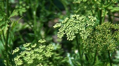 Dill and his seed Stock Footage 39656664