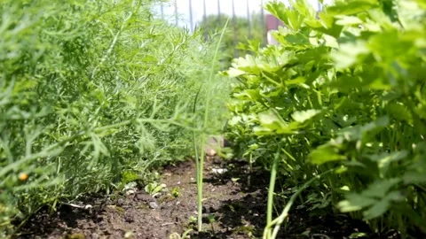 Dill and parsley Stock Footage 133687157