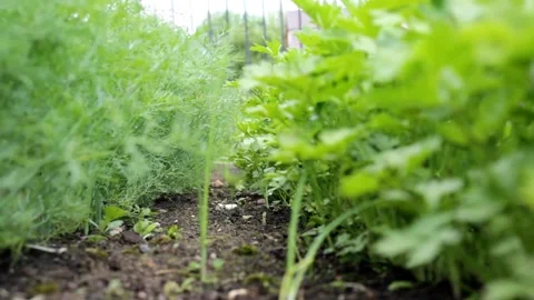 Dill and parsley Stock Footage 133687175