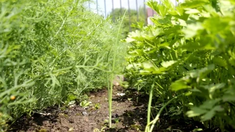 Dill and parsley Stock Footage 133687230