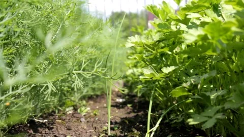 Dill and parsley Stock Footage 133687235