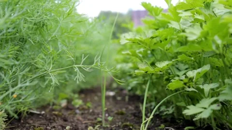Dill and parsley Stock Footage 133687239