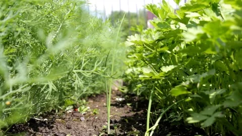 Dill and parsley Stock Footage 133687247
