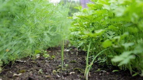 Dill and parsley Stock Footage 133687297