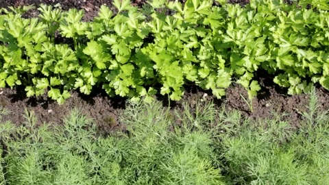 Dill and parsley Stock Footage 133687413