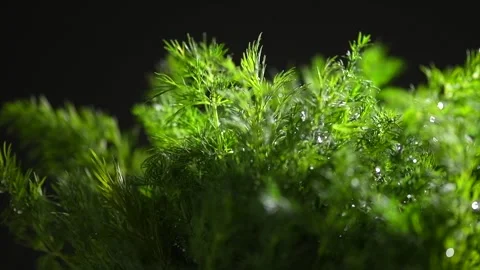 Dill aromatic fresh herbs. Bunch of fresh green dill close-up, rotating on black Stock Footage 287456323