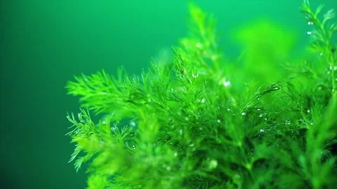 Dill aromatic fresh herbs. Bunch of fresh fragrant green dill closeup, condiment Stock Footage 289292371