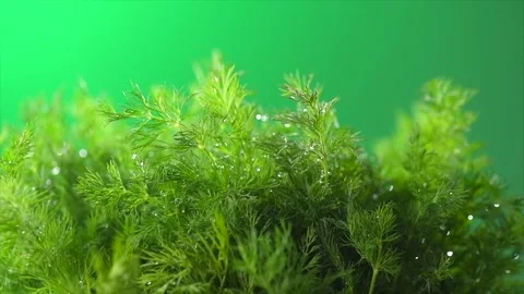 Dill aromatic fresh herbs. Bunch of fresh fragrantvgreen dill closeup, condiment Stock-Footage 293786372