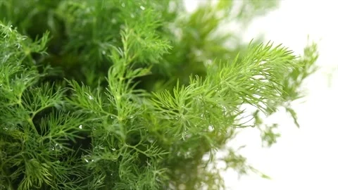 Dill aromatic fresh herbs. Bunch of fresh green dill close-up isolated on white  Stock Footage 330396740