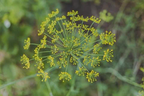 Dill blossoms on a green background Stock Photos