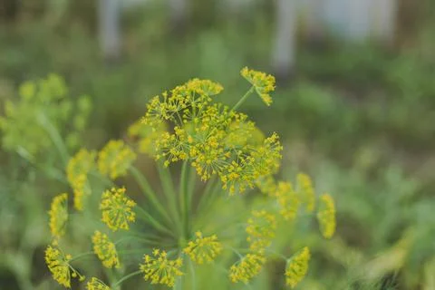 Dill blossoms on a green background Stock Photos