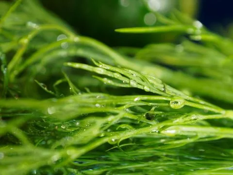 Dill branch close-up. Selective focus, blurred background for design. Stock Photos