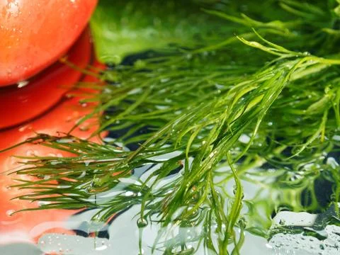 Dill branch close-up. Selective focus, blurred background for design. Stock Photos