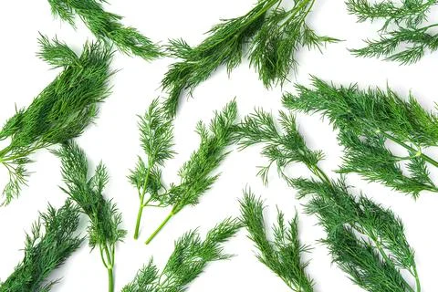 Dill branches are randomly arranged on a white table. Stock Photos