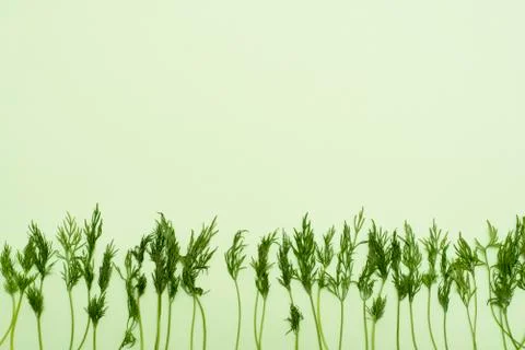 Dill branches on green background Stock Photos