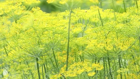 Dill close-up. Blooming green dill macro Stock Footage 202606005