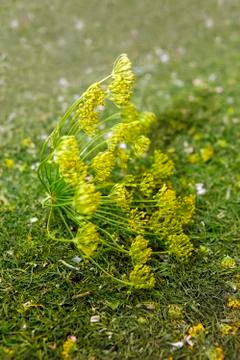 Dill close-up Stock Photos